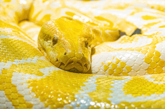 Tigerpython im Haus des Meeres